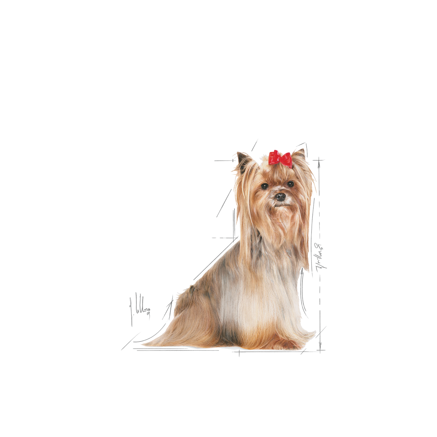 ROYAL CANIN® Yorkshire Terrier adulto 8+ 1.5 kg