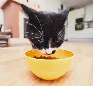 Guía para cambiar el alimento de tu Gato.