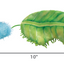 KONG® FLINGAROO CATERPILLAR