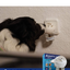 ADAPTIL®  RECARGA 48 ML