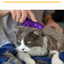 KONG® GATO ZOOM GROOM CEPILLO