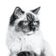 ROYAL CANIN® Ragdoll Adult 2 KG